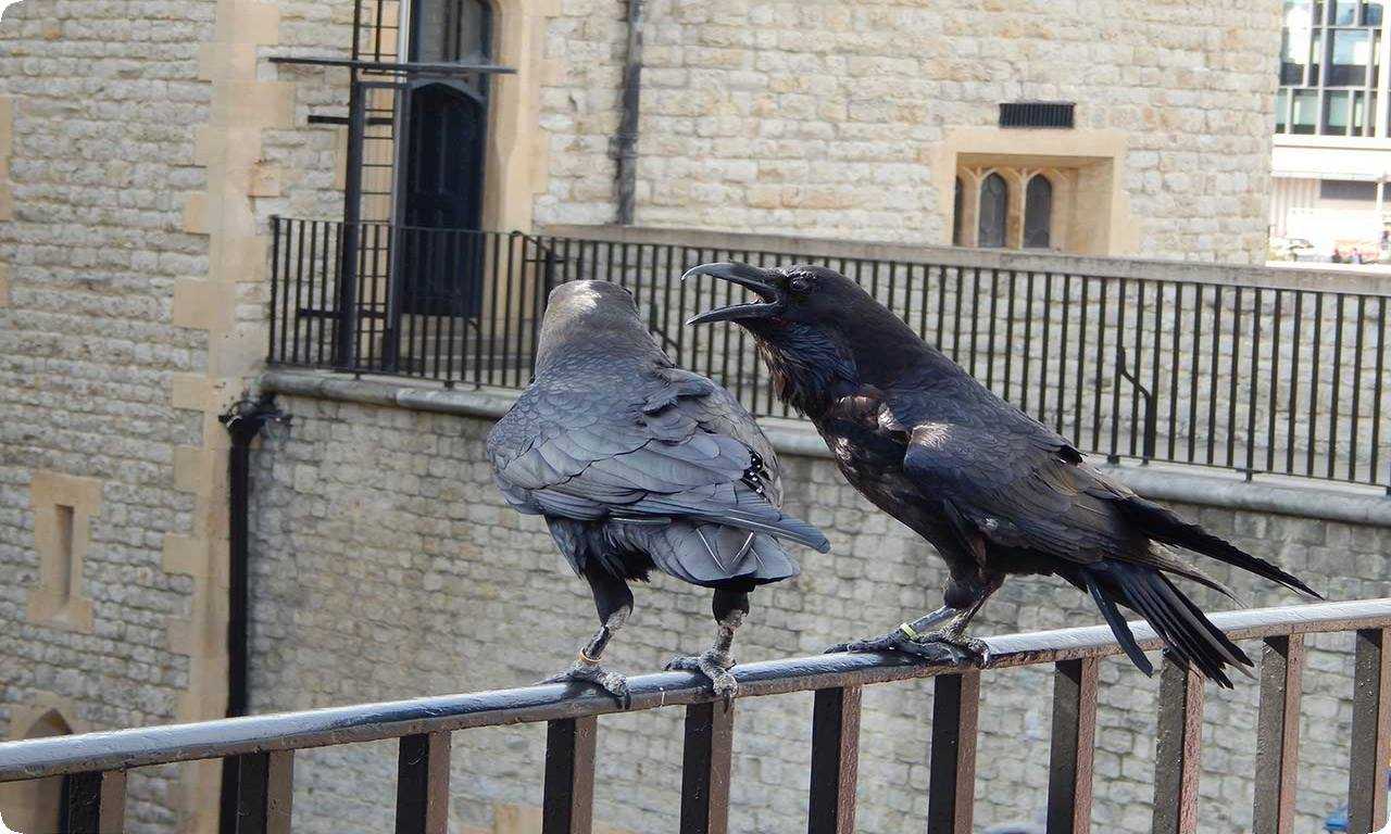 Изображение ворона на фоне Лондонского Тауэра