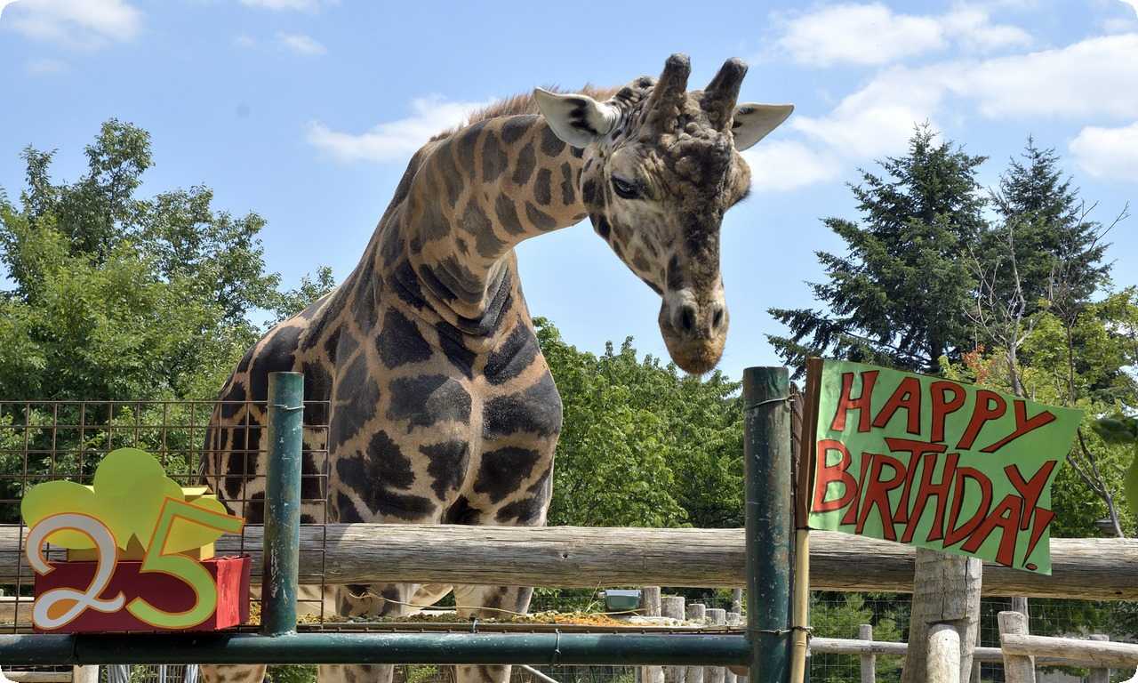 Зоопарк Тиргартен Шенбрунн - это место, которое обязательно стоит посетить при поездке в Вену. Он является символом сохранения и охраны животных и наследием культуры и искусства Австрии.