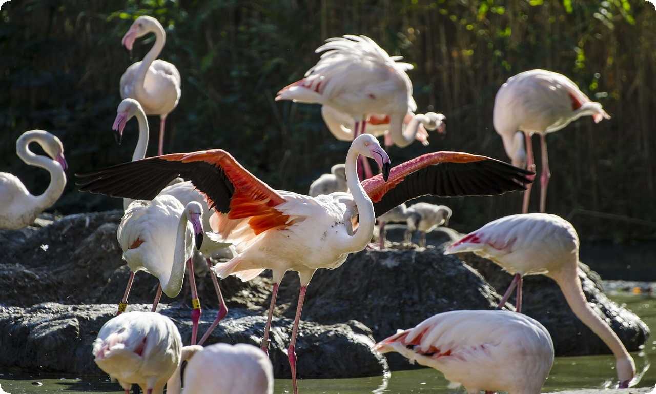 Зоопарк Тиргартен Шенбрунн - дом для более чем 700 видов животных, включая многих редких и угрожаемых видов.