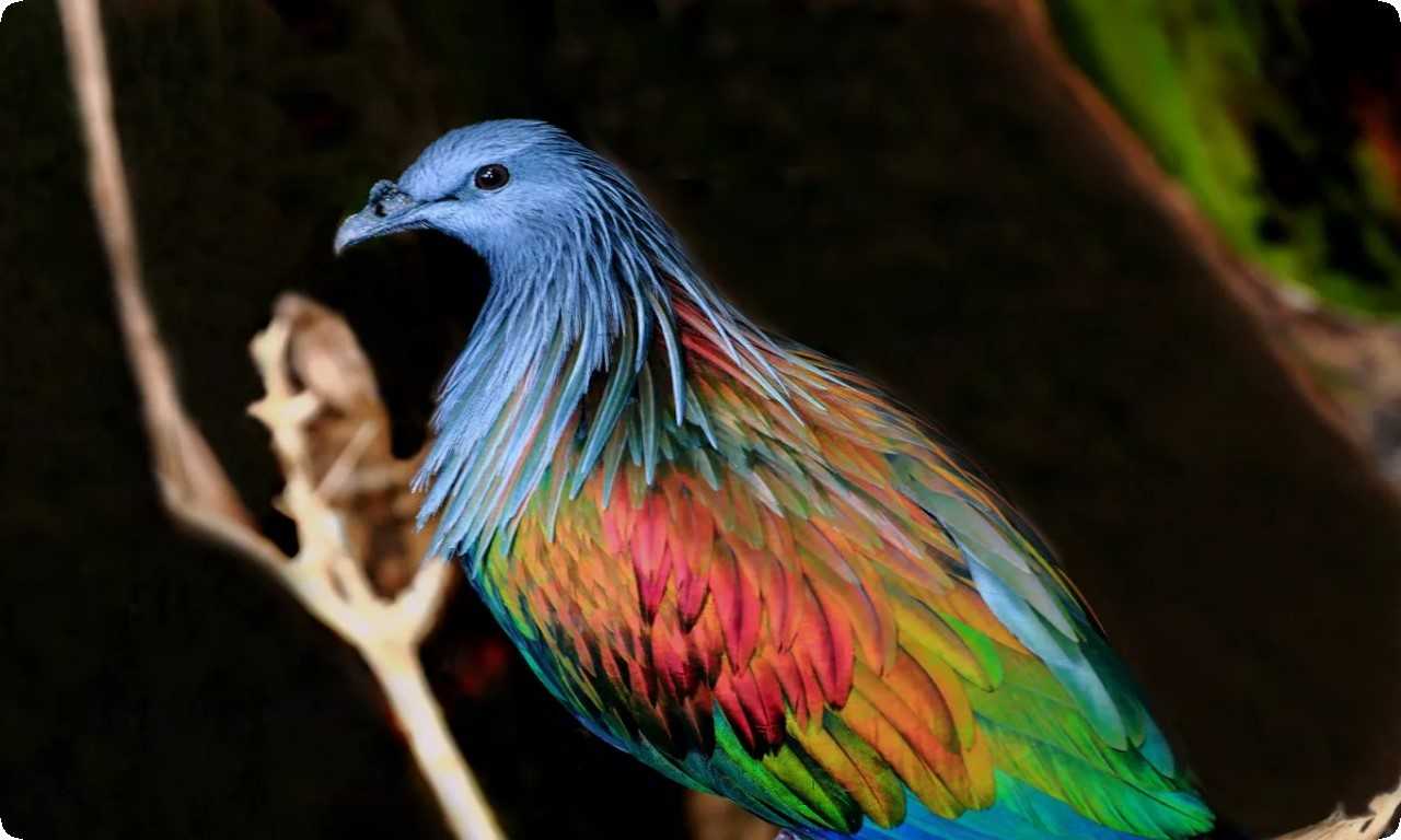 Никобарский голубь имеет красные и желтые полосы на крыльях, белую кайму вокруг глаз и сложные песни, напоминающие звуки флейты.