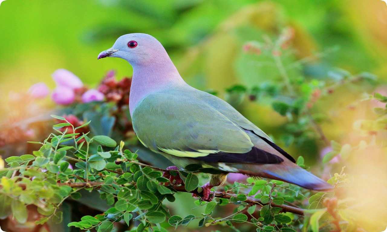 Существуют программы по сохранению и разведению розовошейных зеленых голубей в неволе и ведется работа по охране и восстановлению их естественной среды обитания.