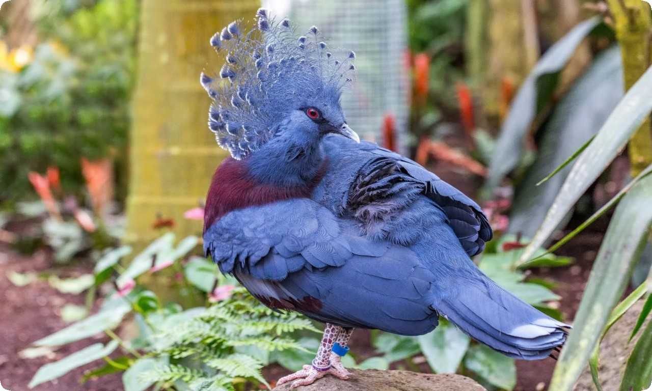 Венценосный голубь Виктория является критически уязвимым видом из-за потери своего естественного местообитания и охоты на него для получения мяса и перьев.