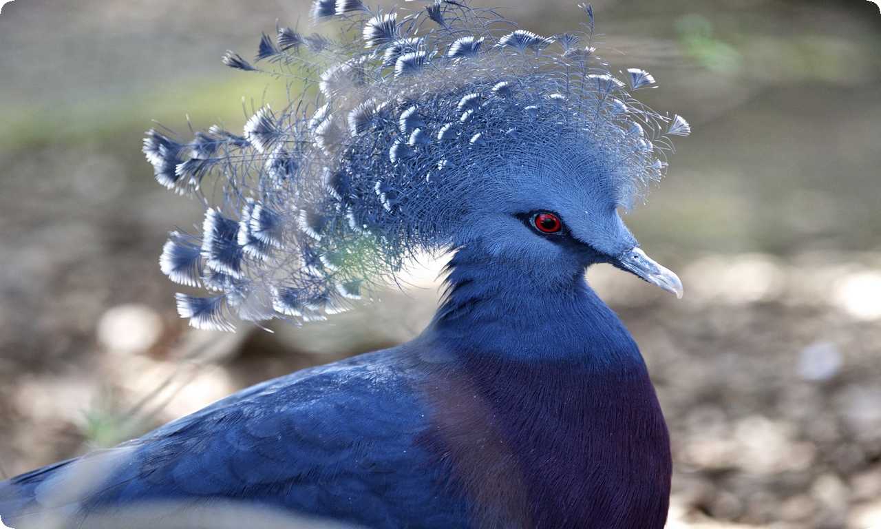 Существуют программы по сохранению и разведению венценосных голубей Виктория в неволе и ведется работа по охране и восстановлению их естественной среды обитания.