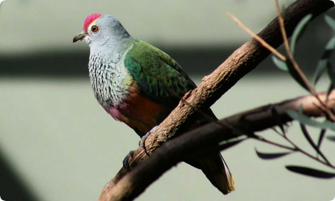 Фруктовый голубь, увенчанный розой - редкий вид голубей с яркими розовыми полосками на груди и голове.