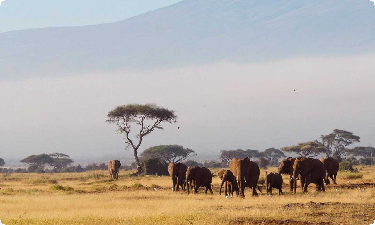 Сафари в Масаи-Маре, Кения