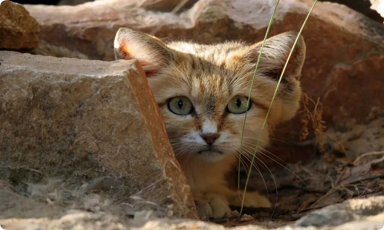 Песчаный кот на фото в своем естественном окружении