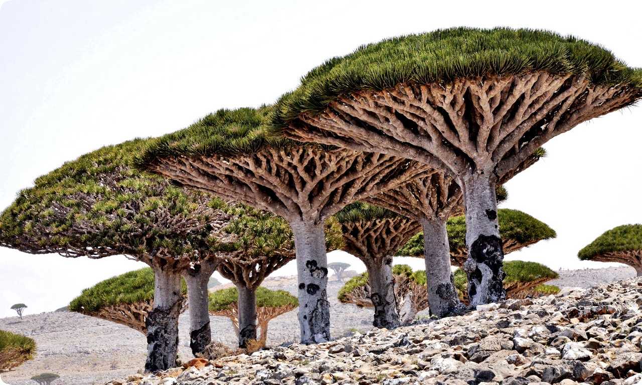 Драконовое дерево Сокотра - уникальное растение, произрастающее на острове Сокотра. Его форма напоминает фантастический зверь и он адаптировался к экстремальной засухе.