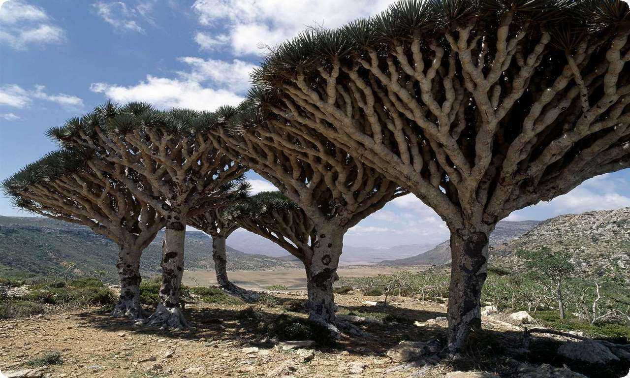 Драконовое дерево Сокотра - это древесное растение с необычной формой, которое произрастает на сухом острове Сокотра в Йемене. Оно адаптировалось к условиям жаркой засухи и может прожить без воды до нескольких лет.