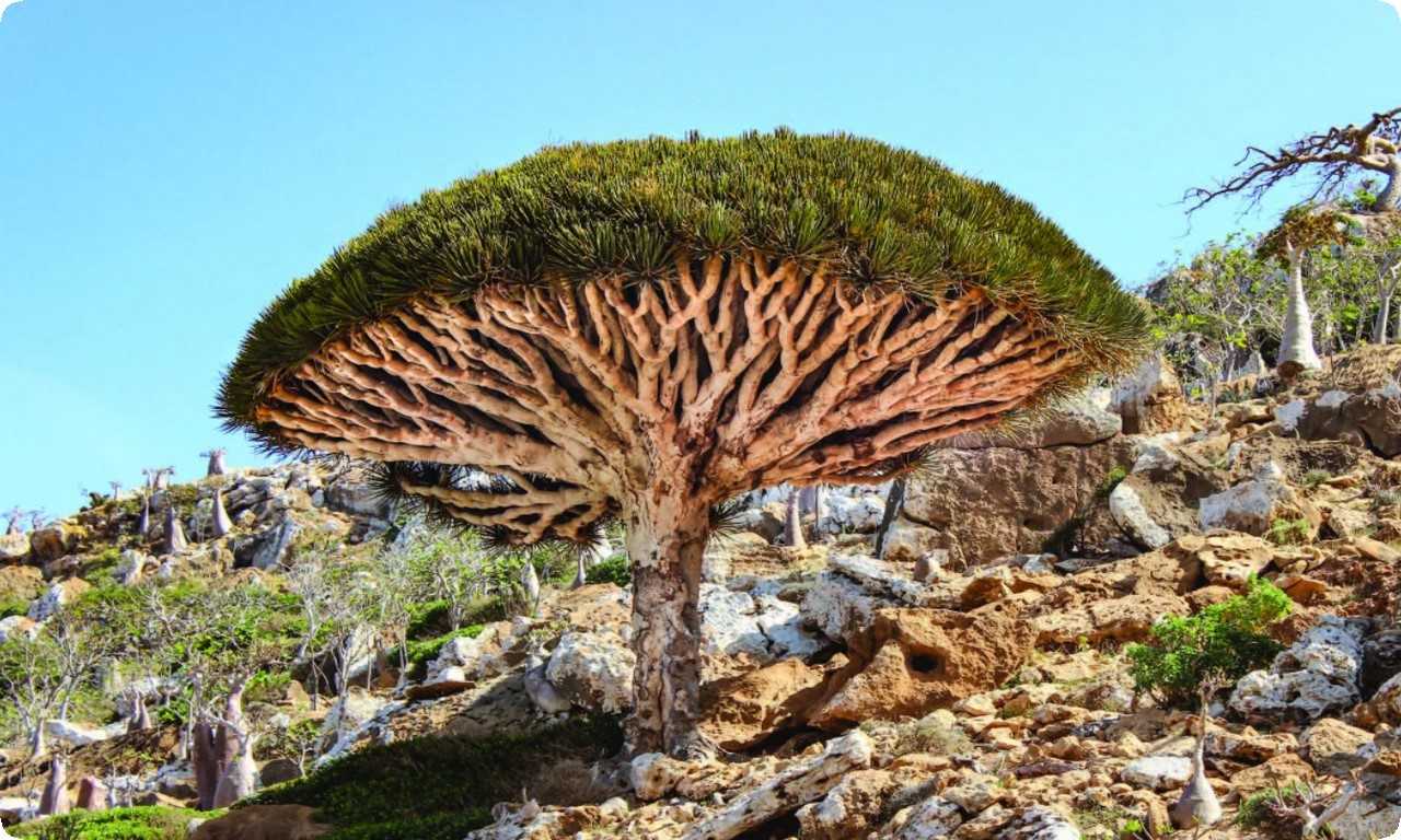 Удивительное драконовое дерево Сокотра - это вид растения, который можно увидеть только на острове Сокотра в Йемене. Его форма напоминает фантастический зверь, а способность выживать в экстремальных условиях делает его уникальным и защиты требующим.