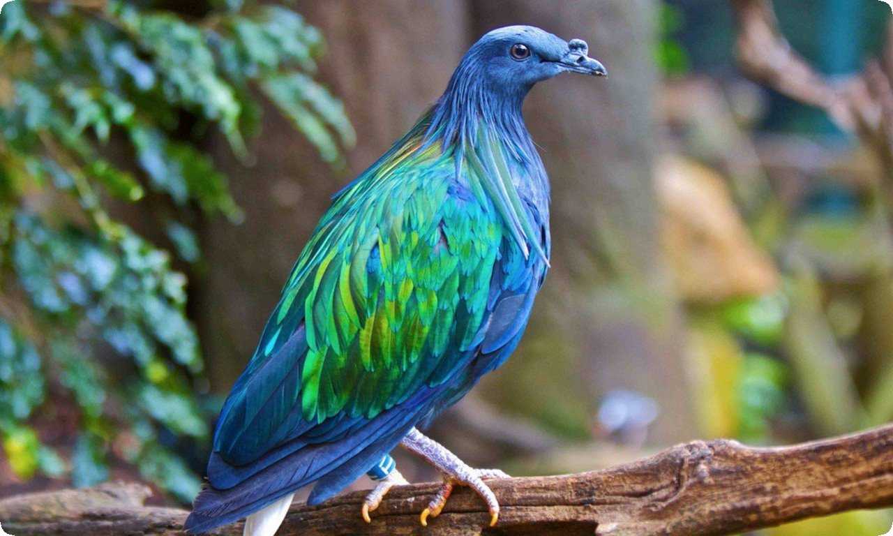 Никобарский голубь - редкий вид с ярко-зеленым оперением и красочными крыльями. Он обитает на Никобарских островах и считается критически уязвимым.