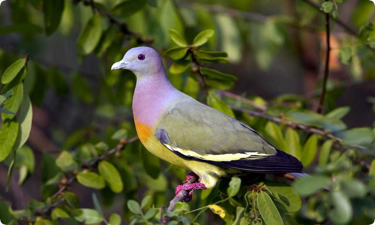 Розовошейный зеленый голубь - уникальный вид с яркими зелеными перьями и розовыми краями. Он обитает в тропических лесах Азии и считается уязвимым.