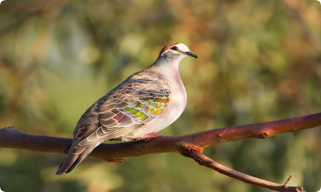 Бронзовокрылые голуби - уникальный вид с яркой бронзовой окраской крыльев, обитающий в тропических лесах Центральной и Южной Америки.