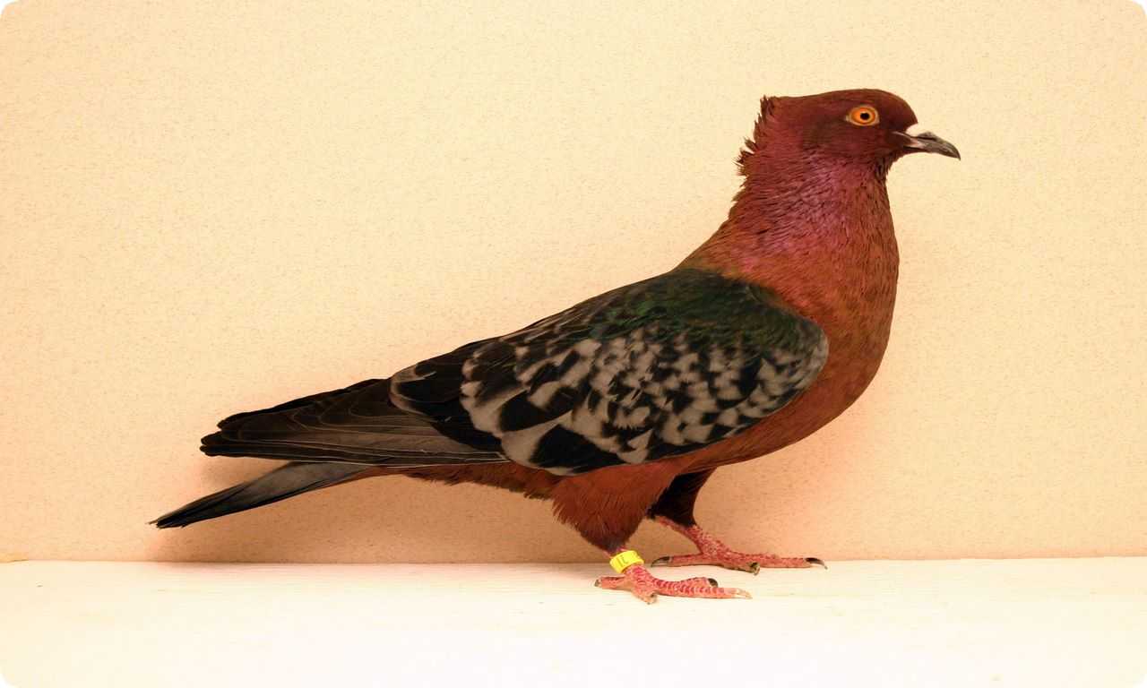 Голуби - Архангелы - уникальный вид голубей с белым оперением и черными полосками на крыльях.