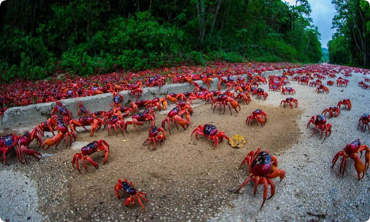 Каждый год миллионы красных крабов мигрируют к пляжам на берегах Тихого океана, чтобы отложить свои яйца. Зрелищное явление, привлекающее туристов и ученых.