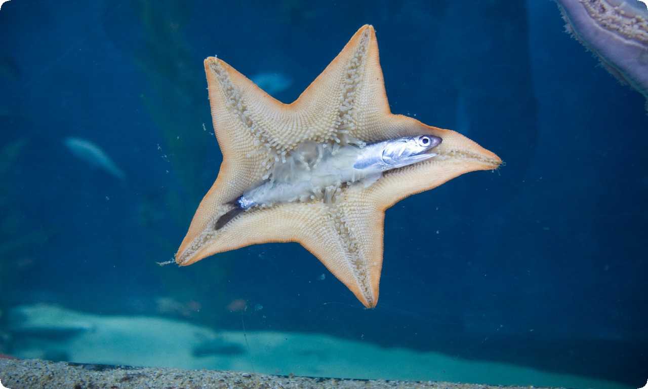 Звезда Королевы-анчоусов - морская звезда, питающаяся анчоусами. Обитает в прибрежных водах Северной Америки и играет важную роль в морских экосистемах.