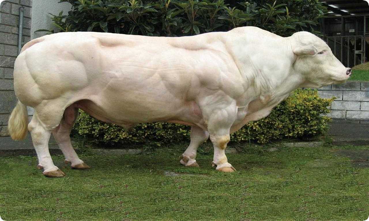 Бельгийский голубой бык - порода крупного скота с мощной мускулатурой, выведенная в Бельгии в начале 20 века.