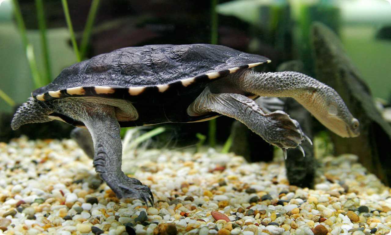 Крупная морская черепаха с длинной шеей и передними лапами, живущая в тропических и субтропических водах.