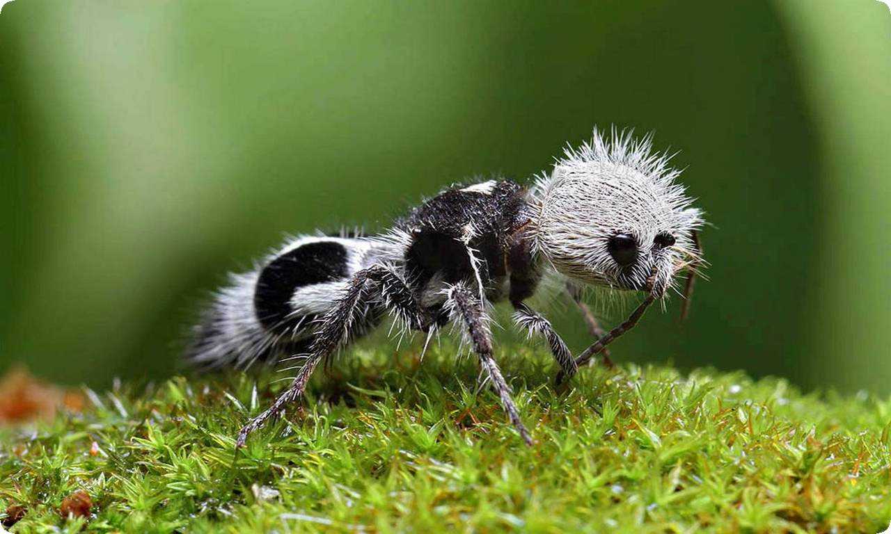 Муравей панда - уникальный вид муравьев с черно-белой окраской, обитающий в тропических лесах Центральной и Южной Америки.