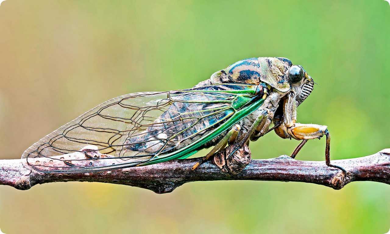 Цикады - группа насекомых, известных своими громкими звуками, издаваемыми мужскими особями для привлечения самок. Они обитают по всему миру.