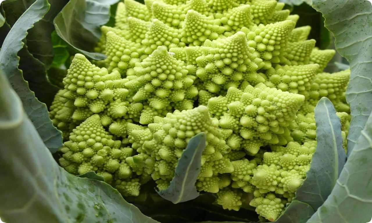 Этот гибридный вид овощей сочетает в себе элементы капусты и брокколи и является богатым источником витаминов, минералов и антиоксидантов.
