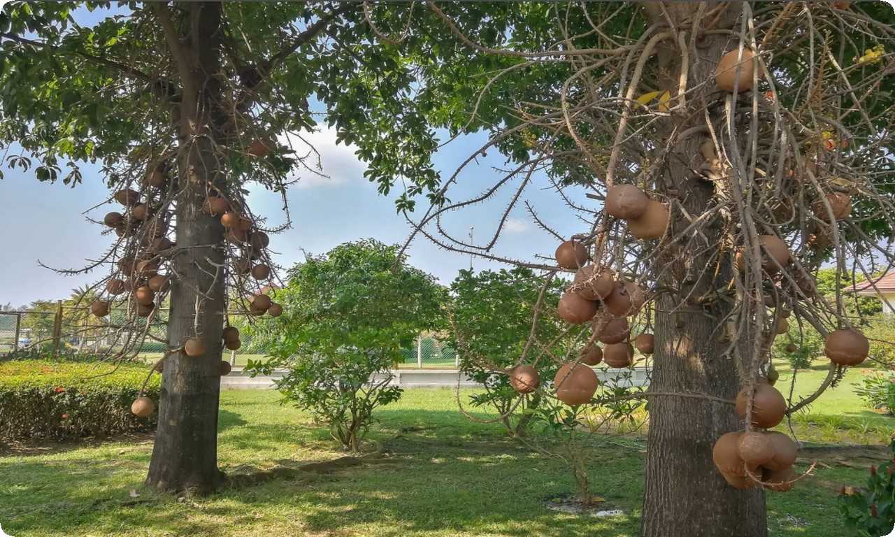 Дерево "Пушечное ядро" имеет множество применений в местной медицине благодаря лекарственным свойствам коры, листьев, цветов и плодов для лечения различных заболеваний.