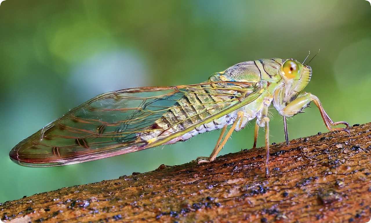 Цикады имеют длинное тело, большие глаза и прозрачные или мутные крылья. Они питаются соками растений, используя свои острые ротовые органы.