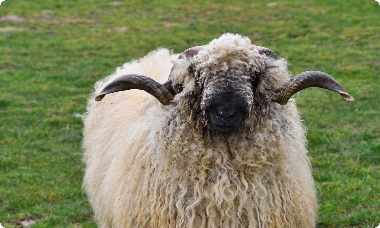 Валевская черноносая овца имеет дружелюбный и легко управляемый характер. Хорошо адаптирована к разным климатическим зонам и является популярной среди фермеров.