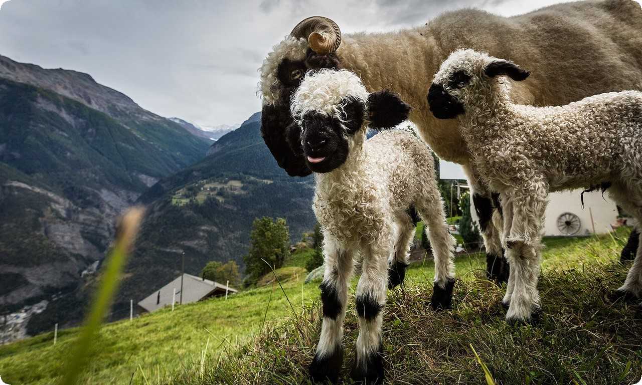 Валевская черноносая овца помогает поддерживать пастбища, улучшает качество почвы и предоставляет пищу и другие ресурсы для людей и других животных.