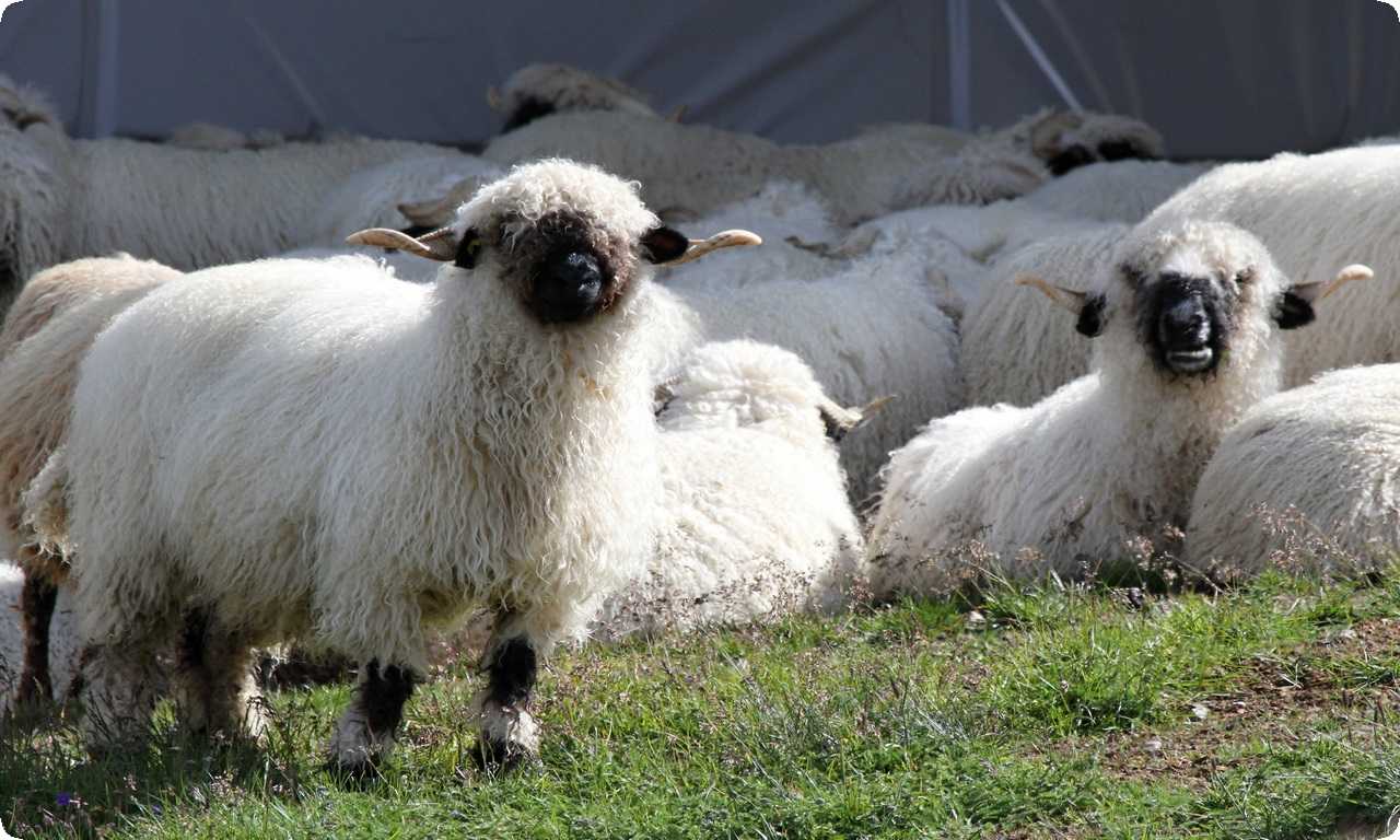 Сохранение и защита валевской черноносой овцы является важной задачей для сохранения биоразнообразия и продовольственной безопасности.