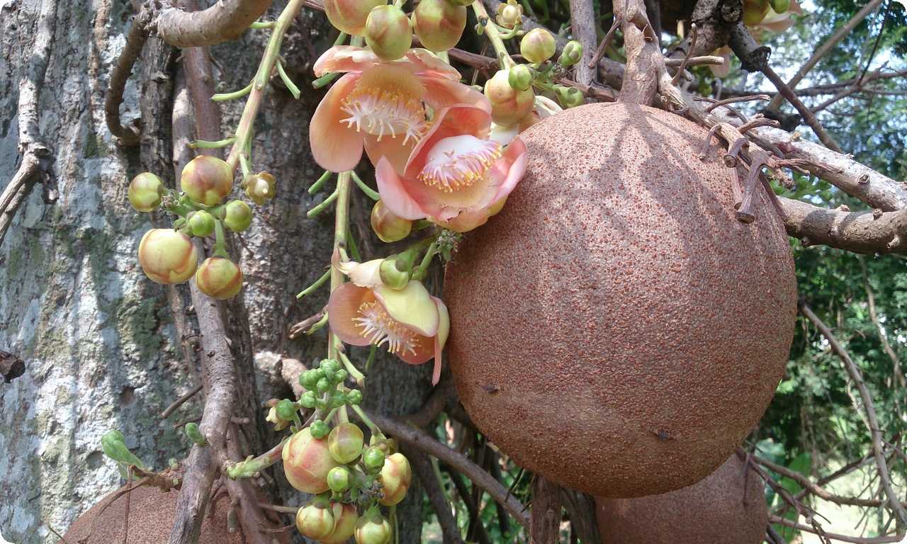 Дерево "Пушечное ядро" - экзотическое дерево из тропиков Южной Америки, которое производит фрукты, напоминающие по форме и размеру пушечные ядра.