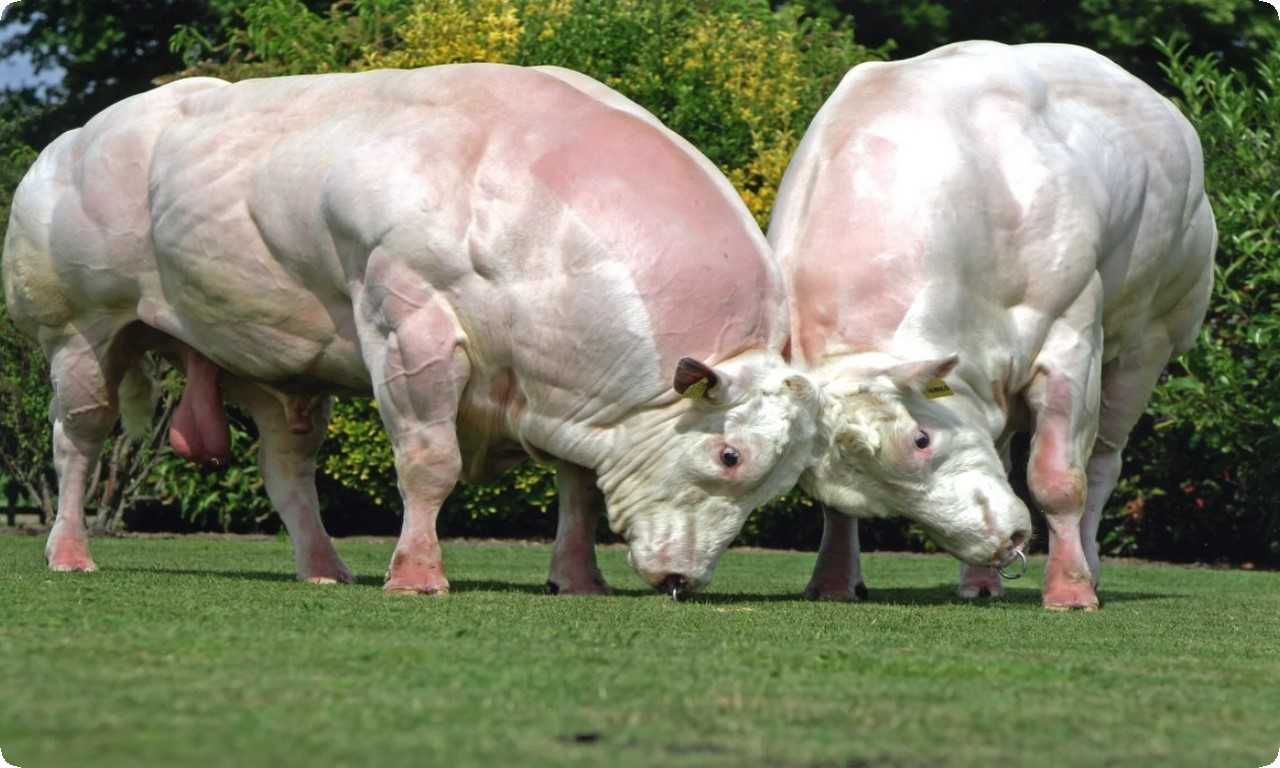 Мясо бельгийского голубого быка ценится по всему миру благодаря высокому содержанию белка и малому количеству жира.