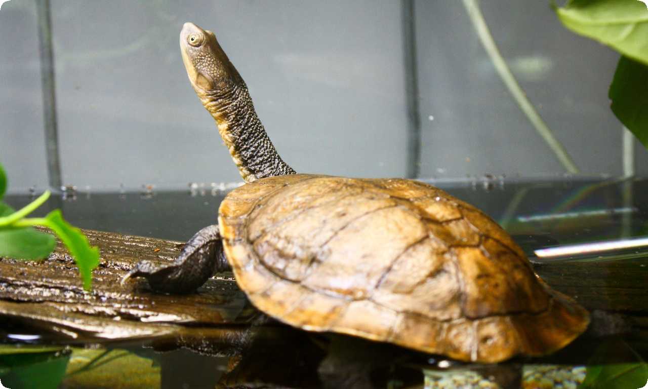 Этот вид черепах находится под угрозой из-за добычи их мяса и яиц, а также в связи с загрязнением морских вод и изменением климата.