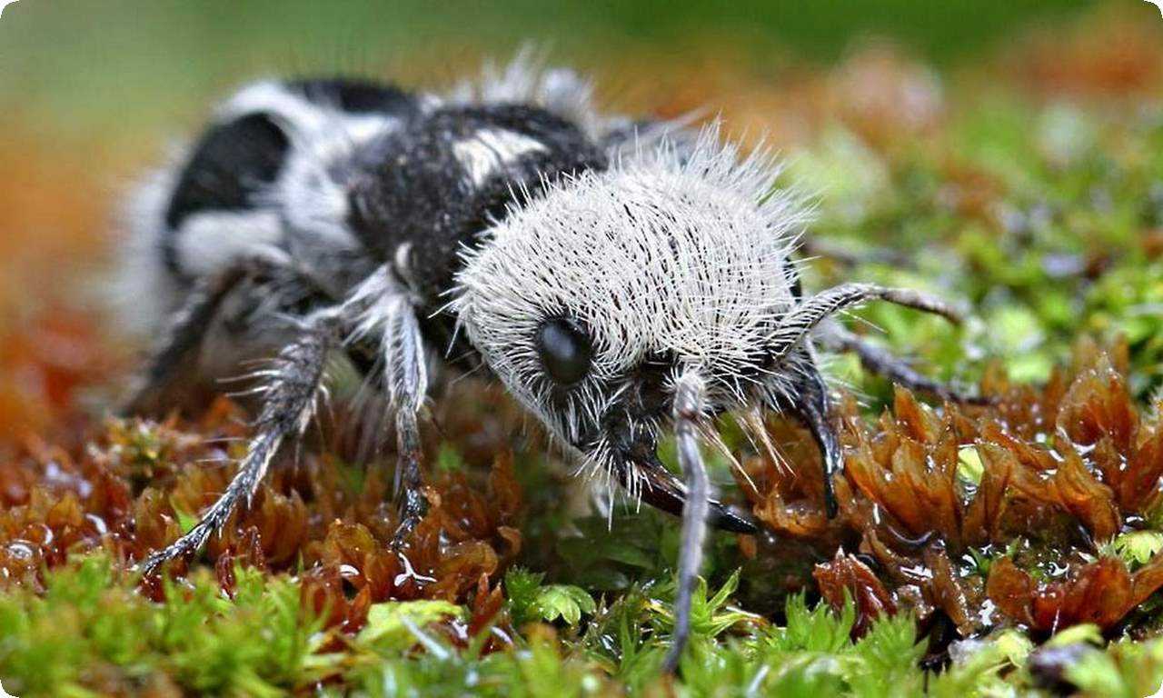 Малоизученный вид муравьев, живущий в земляных норах и питающийся различными растениями и животными.