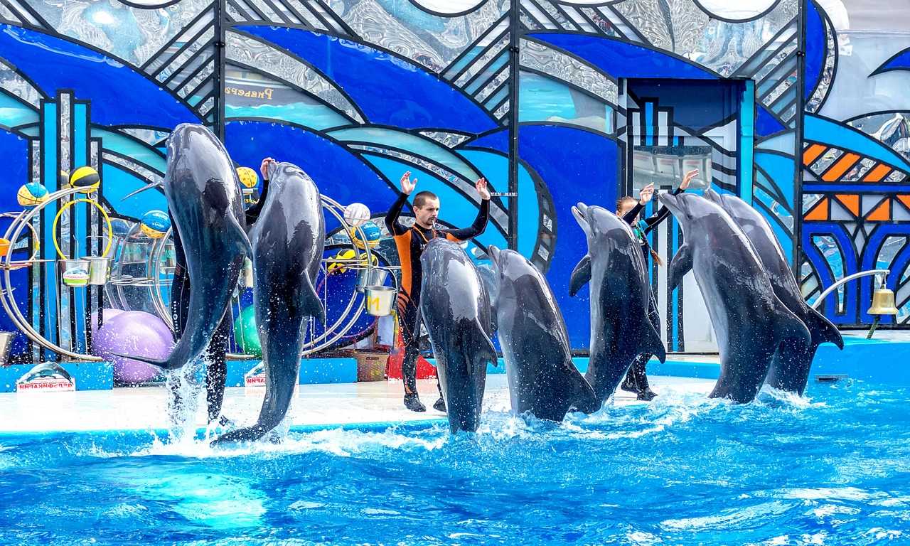 Сочинский дельфинарий - идеальное место для отдыха с детьми: здесь можно увидеть выступления дельфинов, тюленей и других морских животных.