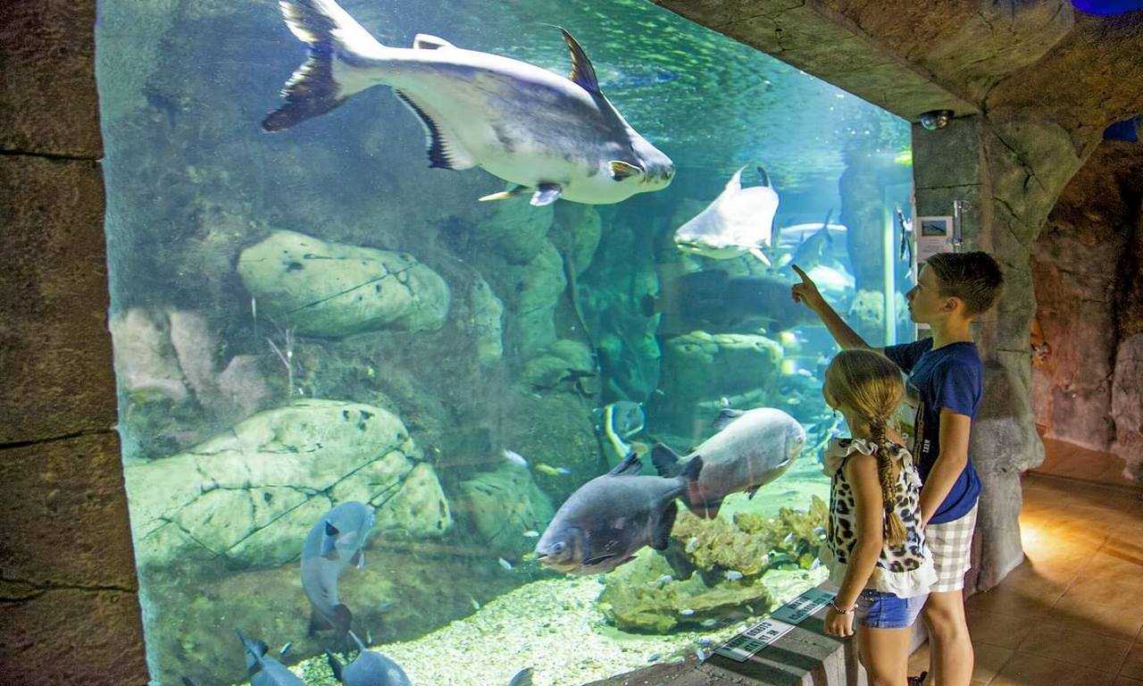 Отличный способ провести день с детьми - посетить океанариум "Сочи Дискавери Мир Океана"! Узнайте больше о жизни морских обитателей и насладитесь умениями дельфинов и морских котиков на шоу. Незабываемые впечатления гарантированы!