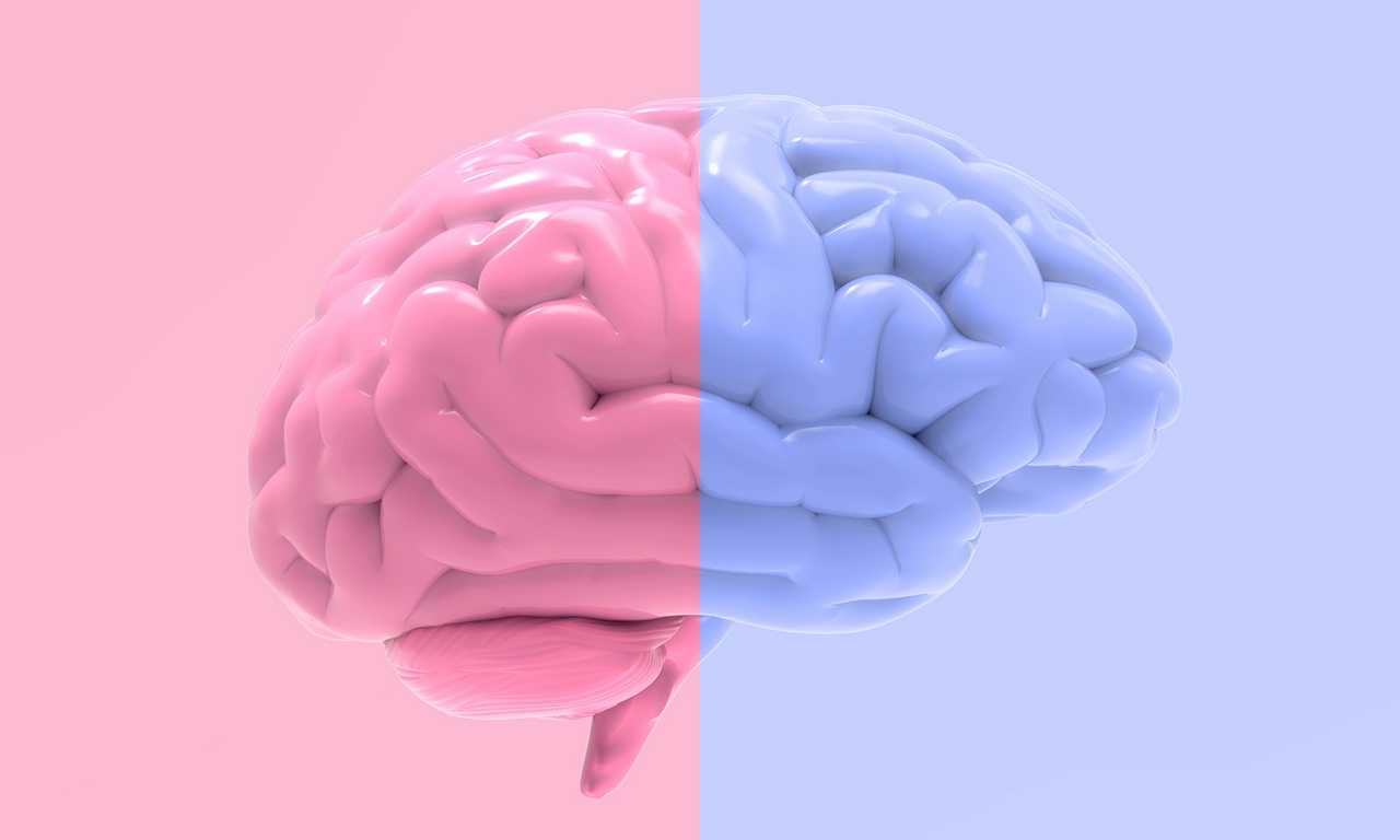 Мужские и женские мозги имеют некоторые структурные отличия, включая размер определенных областей и степень связности между ними. #мозг #пол #факты