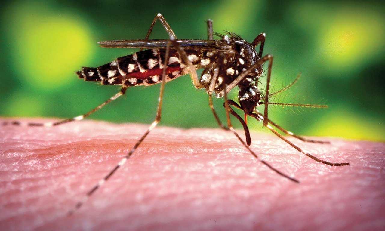 Не забывайте использовать репелленты от комаров и других насекомых при посещении Бали. Это поможет избежать укусов и возможных заболеваний, таких как денге или малярия.
